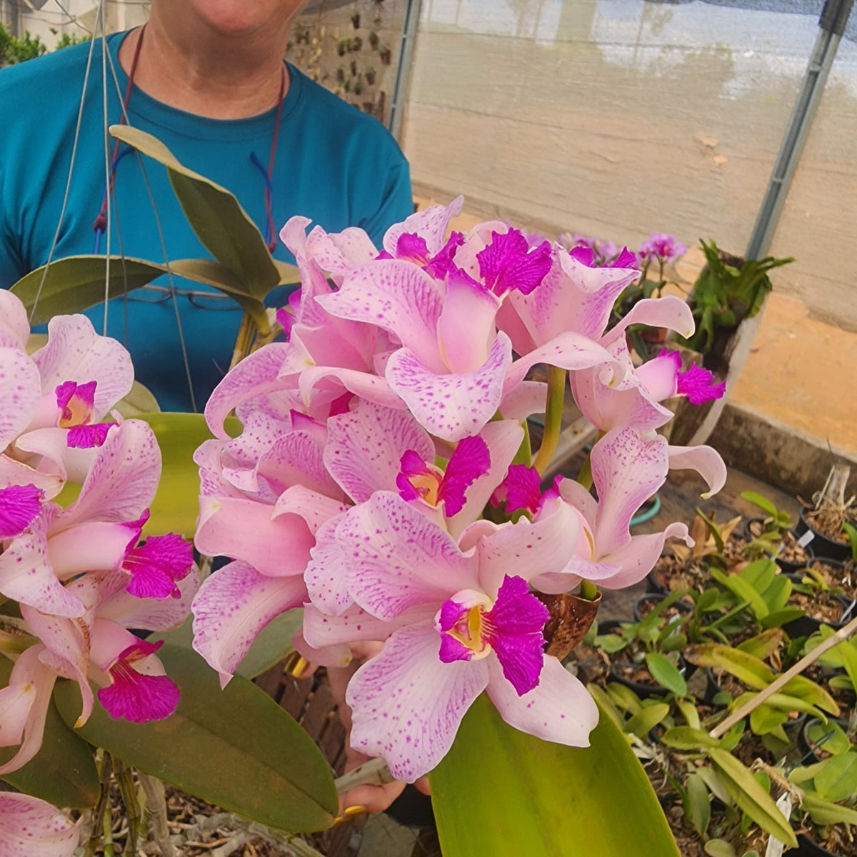 CATTLEYA AMETHYSTOGLOSSA CONCOLOR | ORQUÍDEA