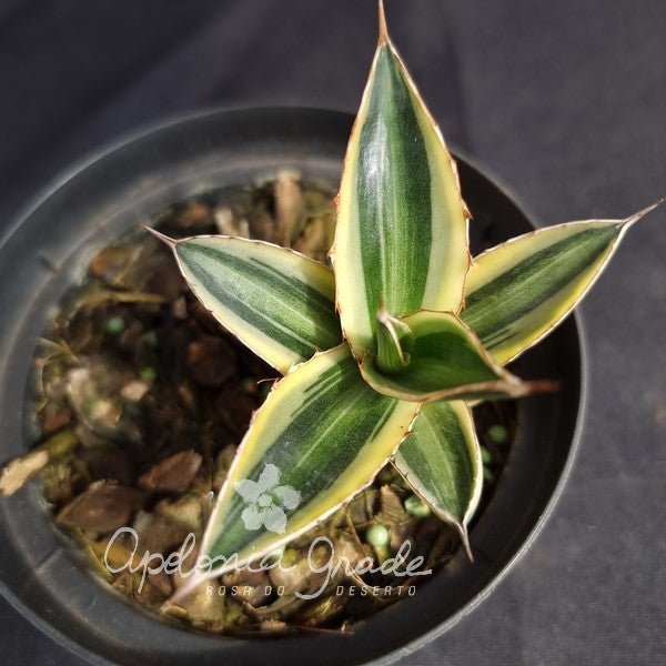 Agave Ohi Raijin Variegata | Coleção Rosa do Deserto | Apolô