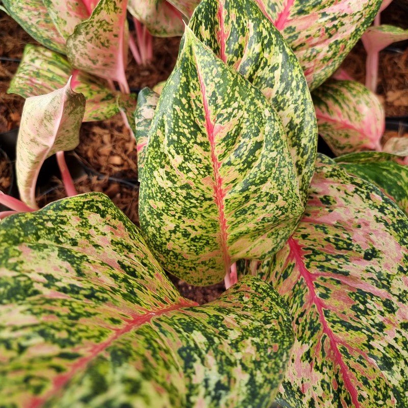 aglaonema 10 karat AGLAONEMA 10 KARAT
