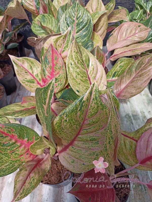 green papaya aglaonema AGLAONEMA GREEN PAPAYA