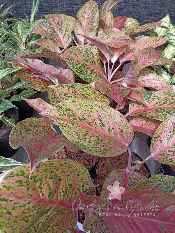 AGLAONEMA KWAKSUP - Apolonia Grade