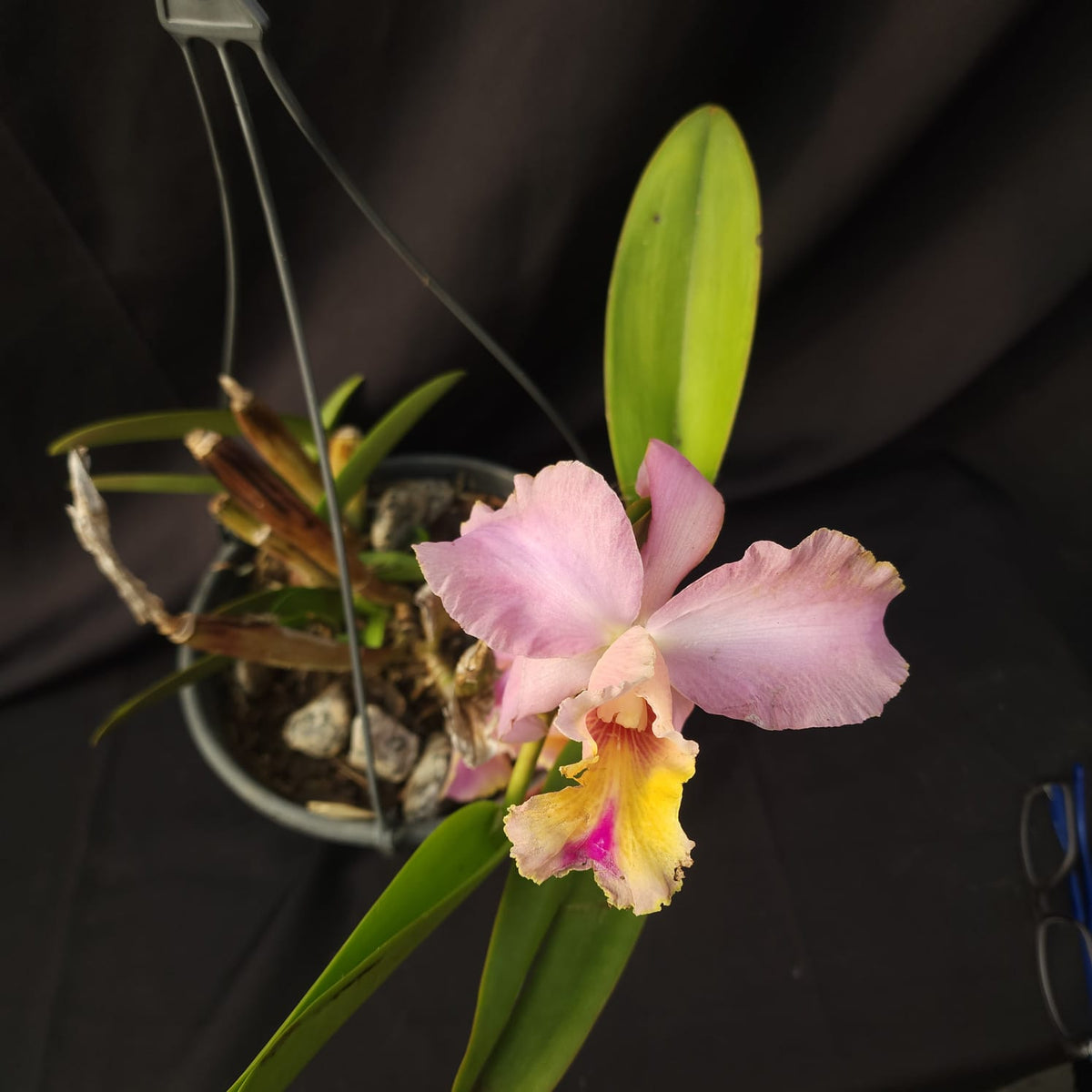 BLC George King Serendipity | Orquídea - Apolonia Grade