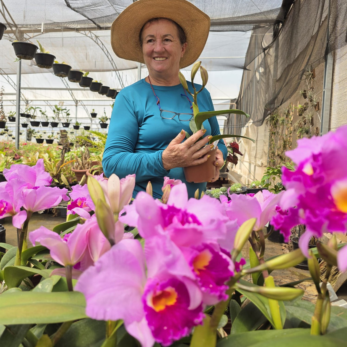 BLC IRENE FINNEY | Orquídea Rosa Lilás - Apolonia Grade