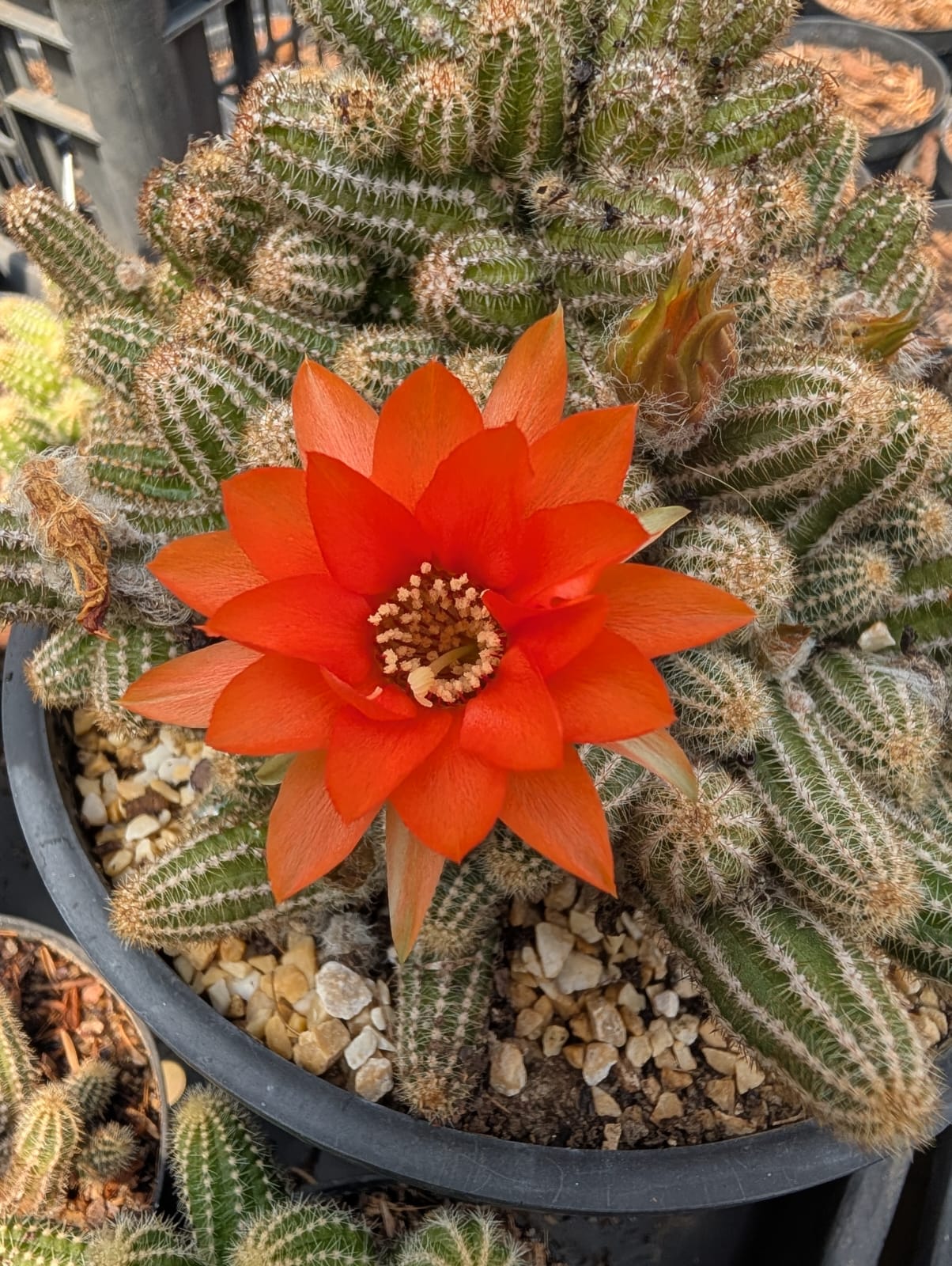 CACTO AMENDOIM | FLOR LARANJA - Apolonia Grade
