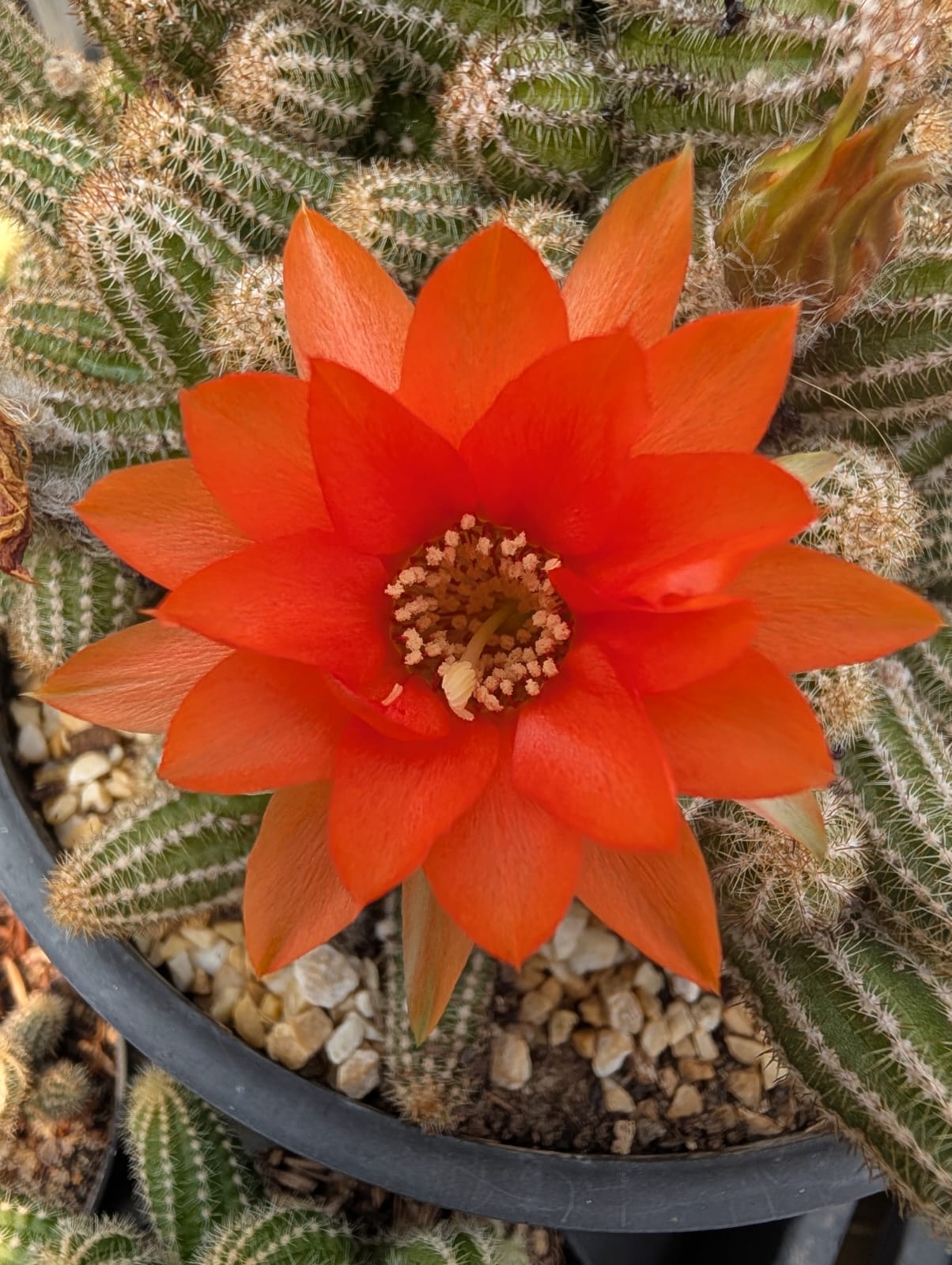 CACTO AMENDOIM | FLOR LARANJA - Apolonia Grade