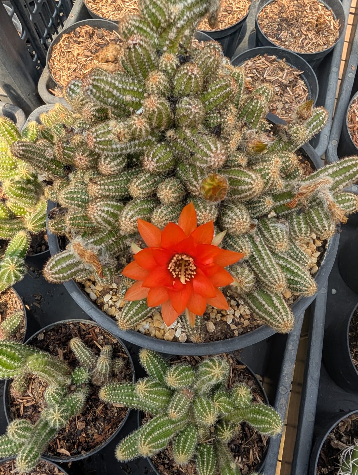 CACTO AMENDOIM | FLOR LARANJA - Apolonia Grade