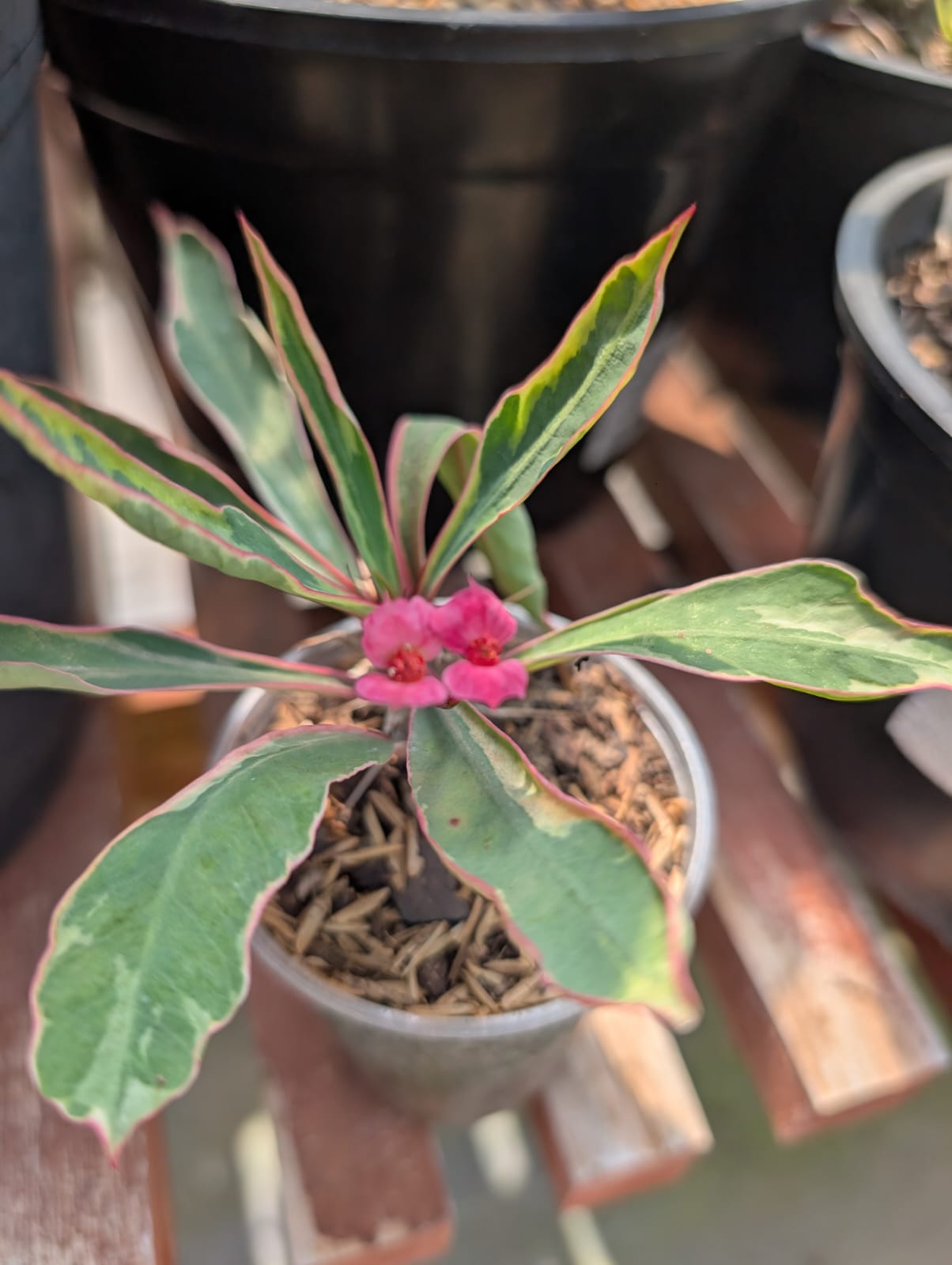 CACTO COROA DE CRISTO (EUPHORBIA MILII) VARIEGATA, flor rosa - Apolonia Grade