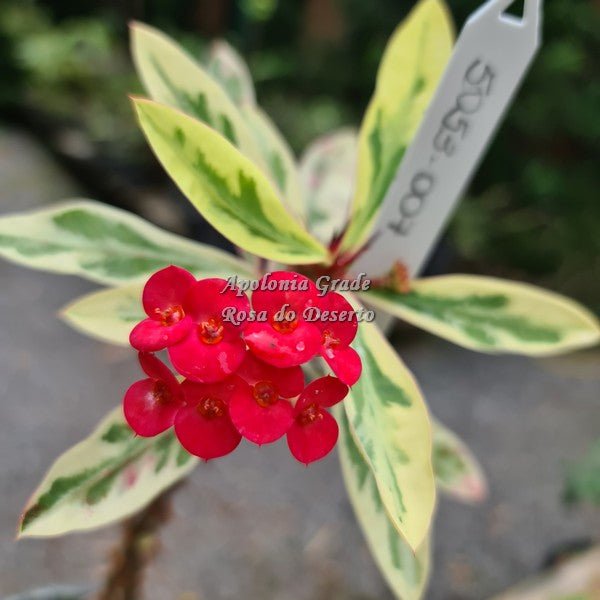 CACTO COROA DE CRISTO (EUPHORBIA MILII) VARIEGATA, flor vermelha - Apolonia Grade