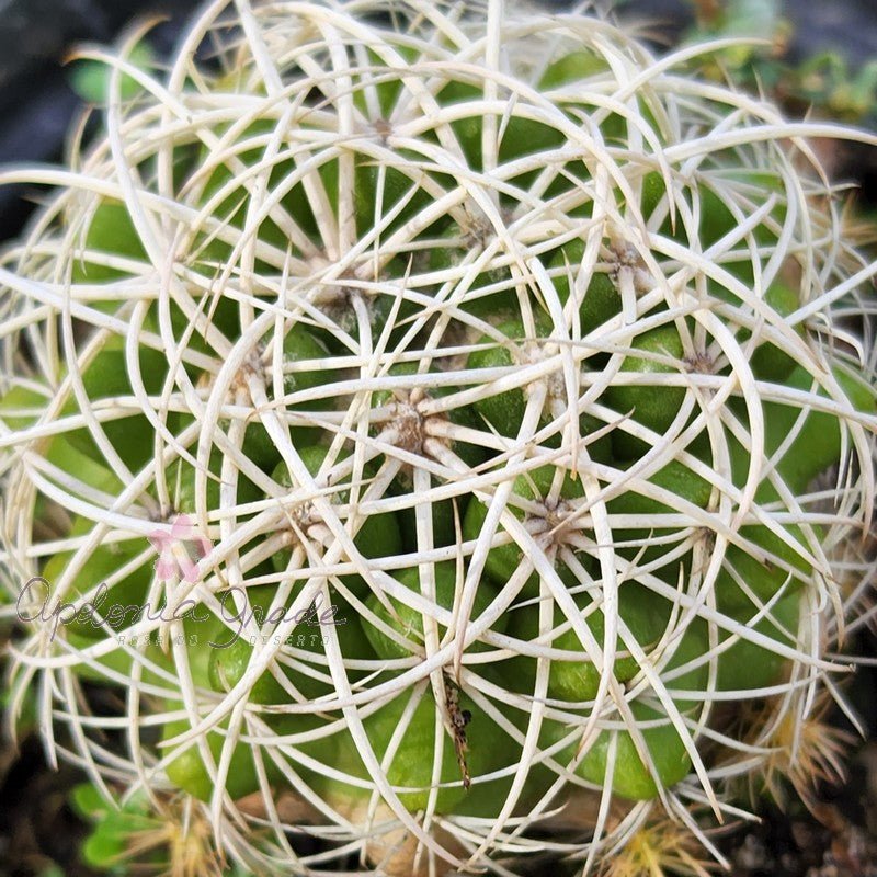 CACTO DISCOCACTUS ZEHNTNERI - Apolonia Grade