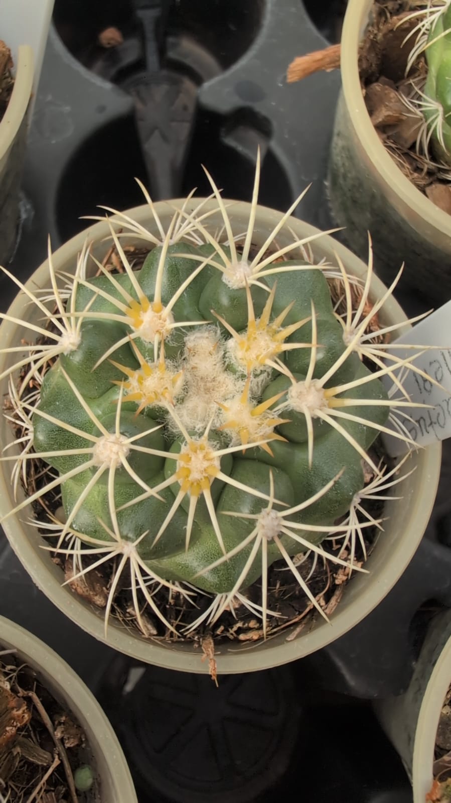 CACTO MELOCACTUS ZEHNTNERI - Apolonia Grade