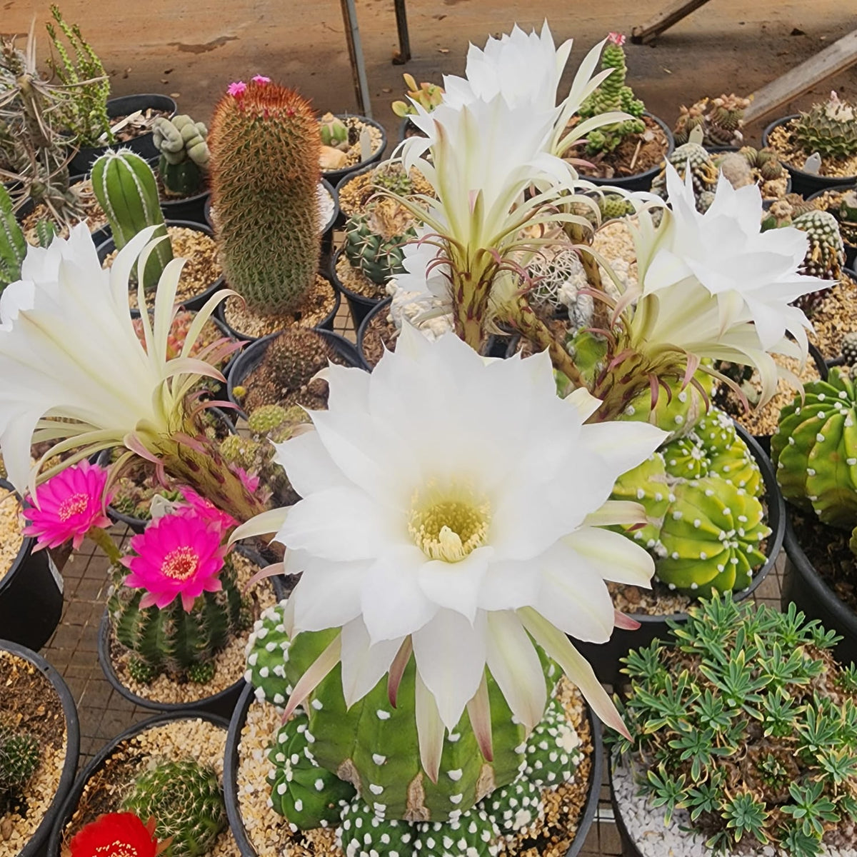 CACTO ECHINOPSIS SUBDENUDATA | FLOR BRANCA | CACTO DA LUA - Apolonia Grade