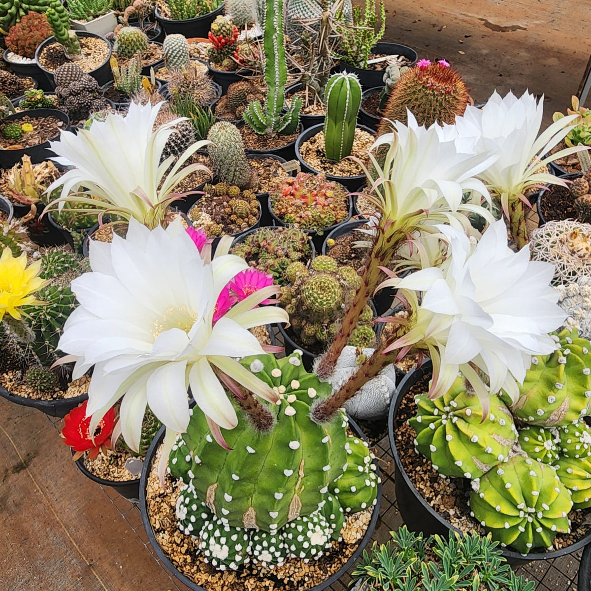 CACTO ECHINOPSIS SUBDENUDATA | FLOR BRANCA | CACTO DA LUA - Apolonia Grade