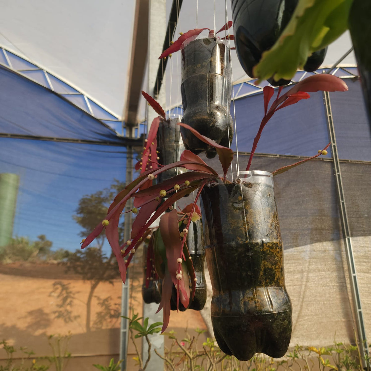 CACTO EPIPHYLLUM RED RAMULOSA (RIPSALIS) - Apolonia Grade
