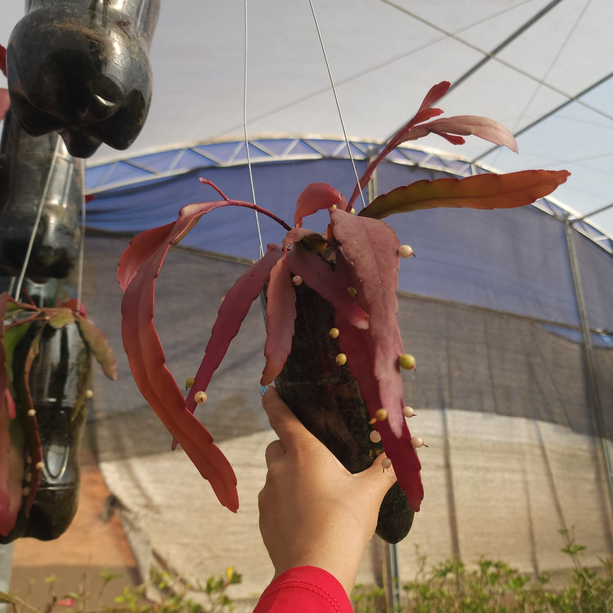 CACTO EPIPHYLLUM RED RAMULOSA (RIPSALIS) - Apolonia Grade