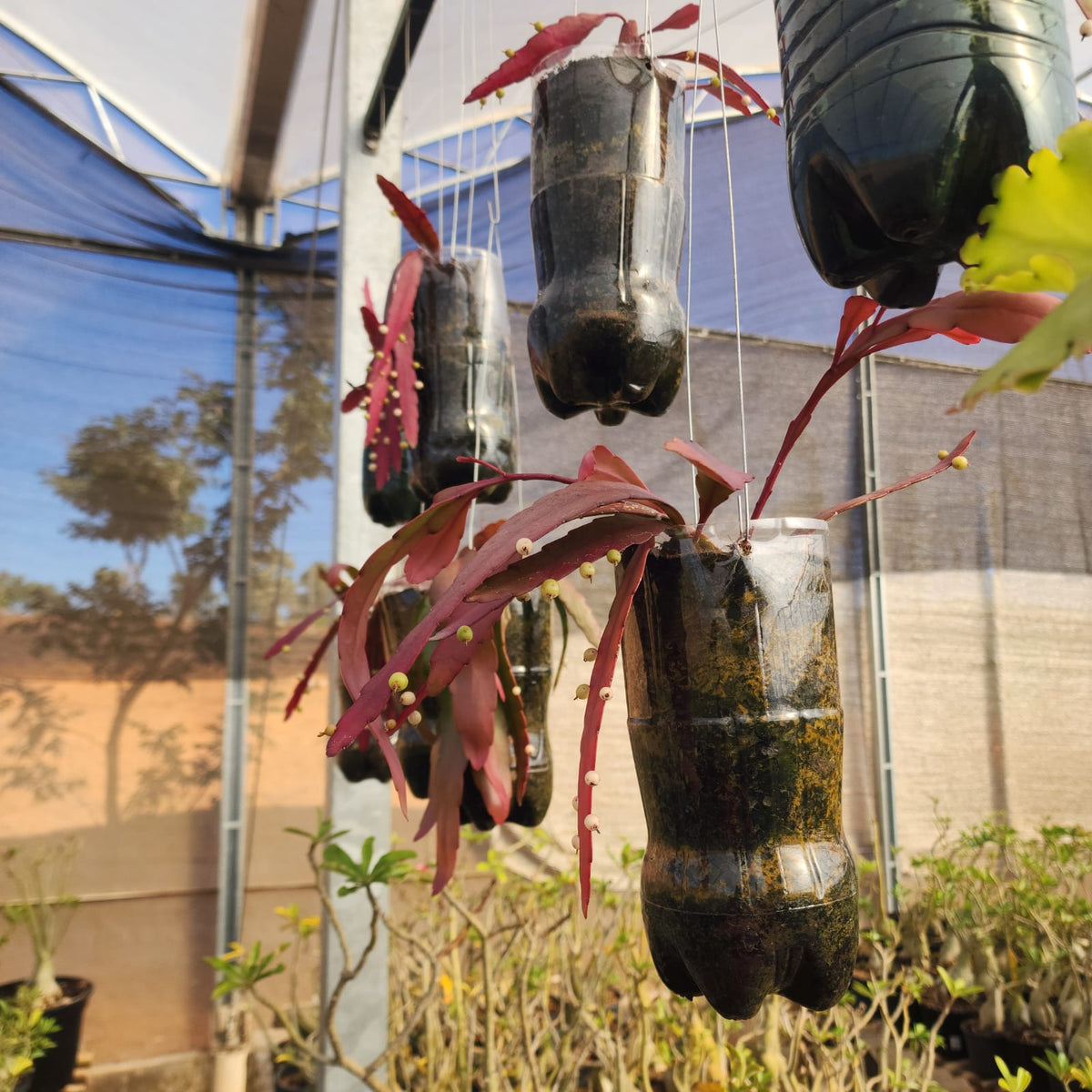 CACTO EPIPHYLLUM RED RAMULOSA (RIPSALIS) - Apolonia Grade