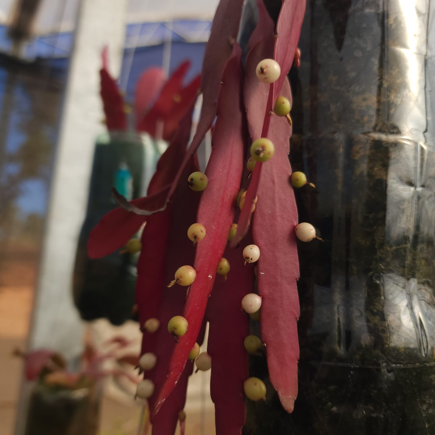 CACTO EPIPHYLLUM RED RAMULOSA (RIPSALIS) - Apolonia Grade