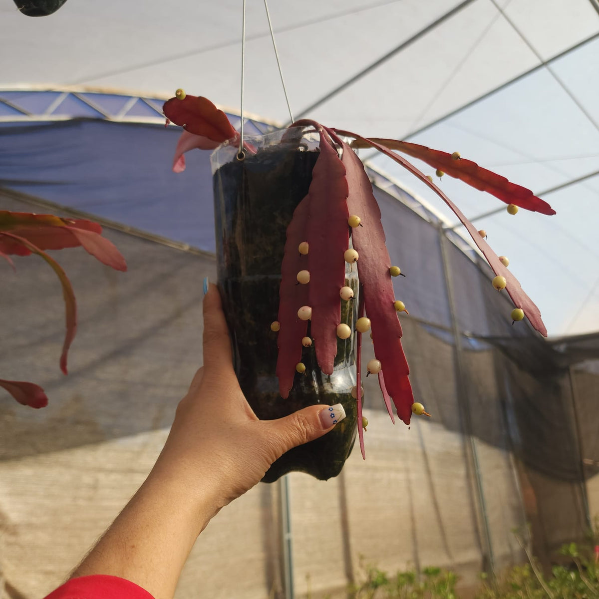CACTO EPIPHYLLUM RED RAMULOSA (RIPSALIS) - Apolonia Grade