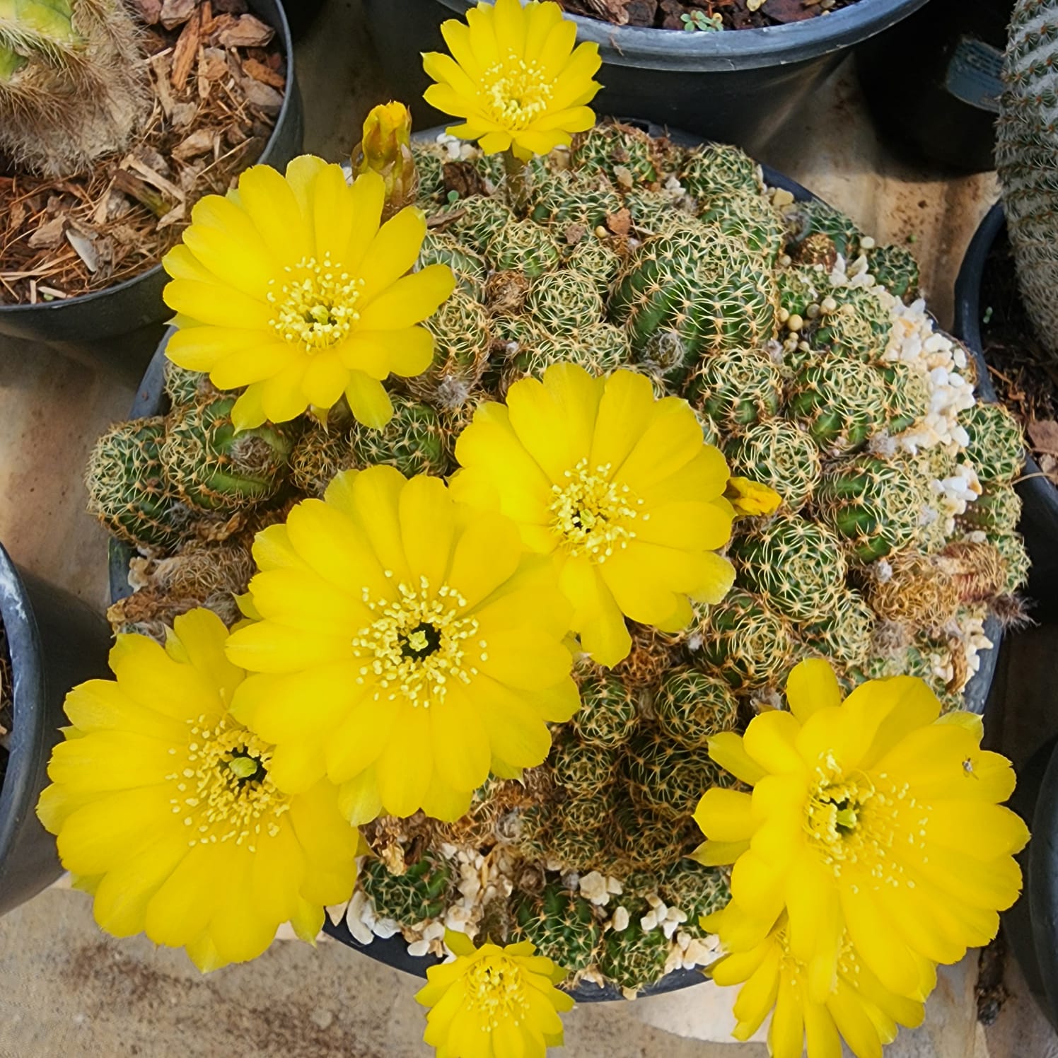 CACTO LOBIVIA ARACHNACANTHA (AMARELO) - Apolonia Grade