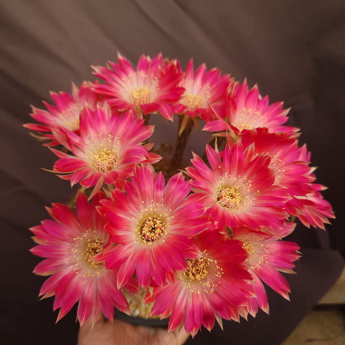 CACTO LOBIVIA ROSA CENTRO BRANCO | LANÇAMENTO 2026 - Apolonia Grade