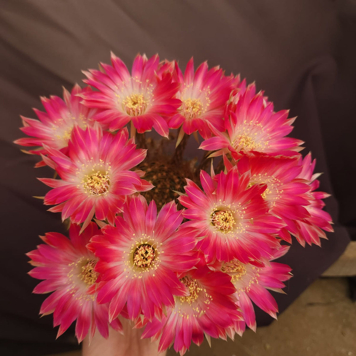 CACTO LOBIVIA ROSA CENTRO BRANCO | LANÇAMENTO 2026 - Apolonia Grade