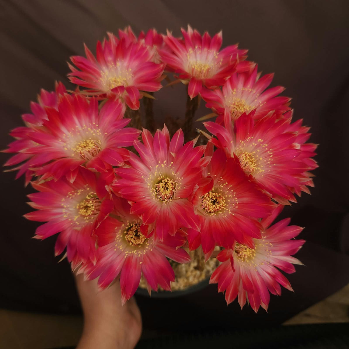 CACTO LOBIVIA ROSA CENTRO BRANCO | LANÇAMENTO 2026 - Apolonia Grade