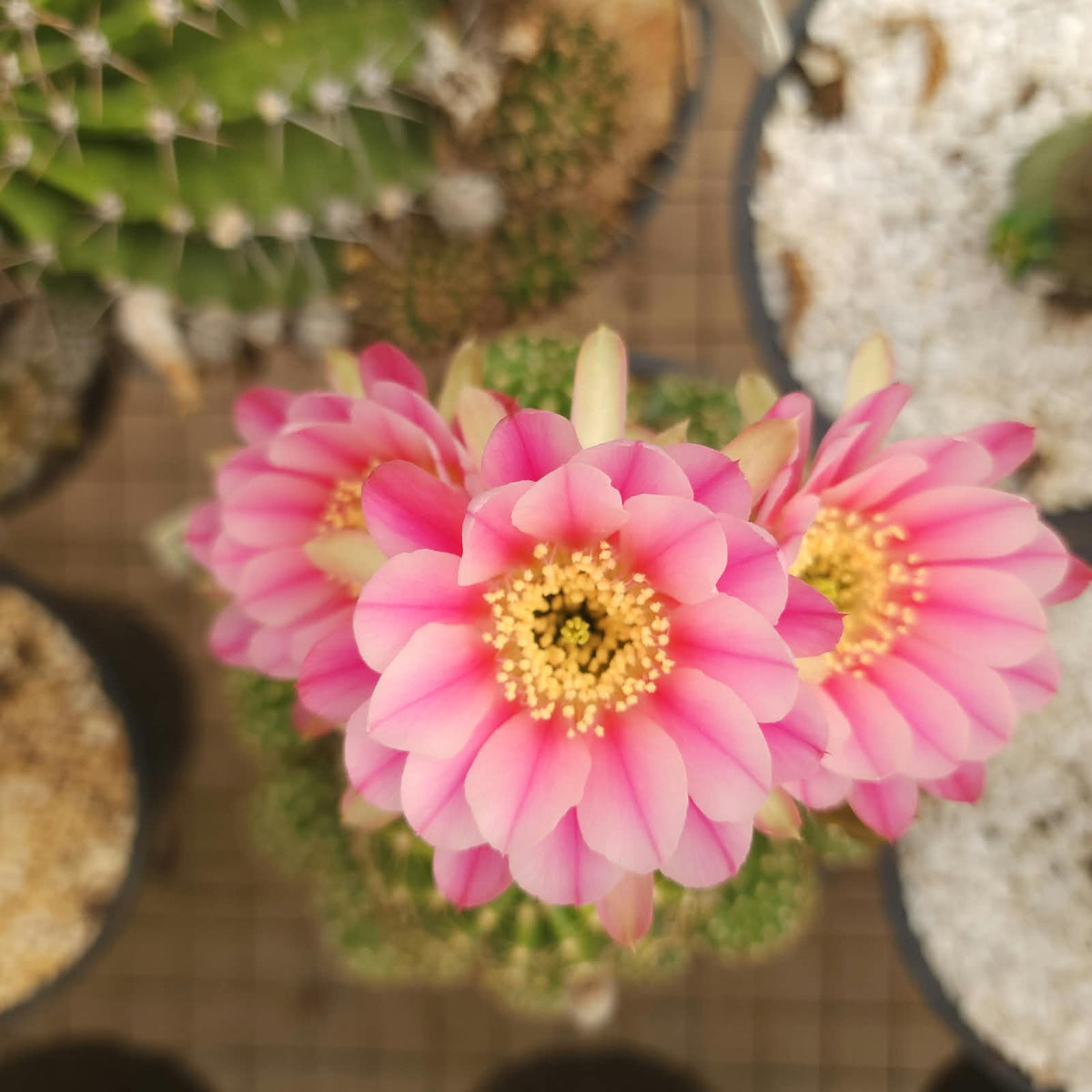 CACTO LOBIVIA ROSA DEGRADÊ | LANÇAMENTO 2026 - Apolonia Grade