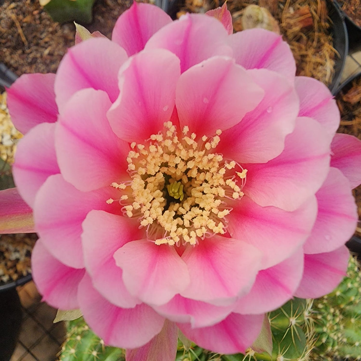CACTO LOBIVIA ROSA DEGRADÊ | LANÇAMENTO 2026 - Apolonia Grade