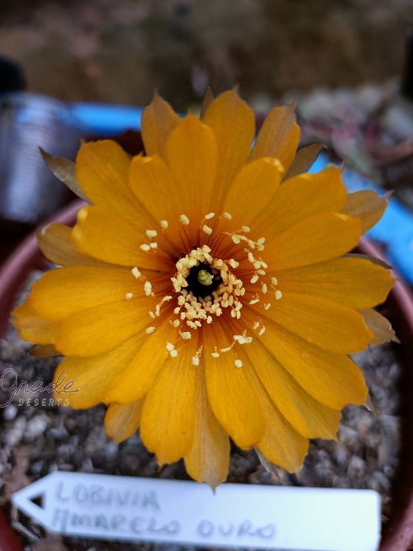 CACTO LOBIVIA SP (AMARELO OURO) - Apolonia Grade