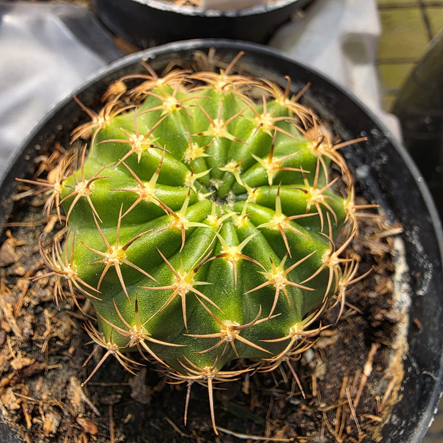 CACTO LOBIVIA SP PINK - Apolonia Grade