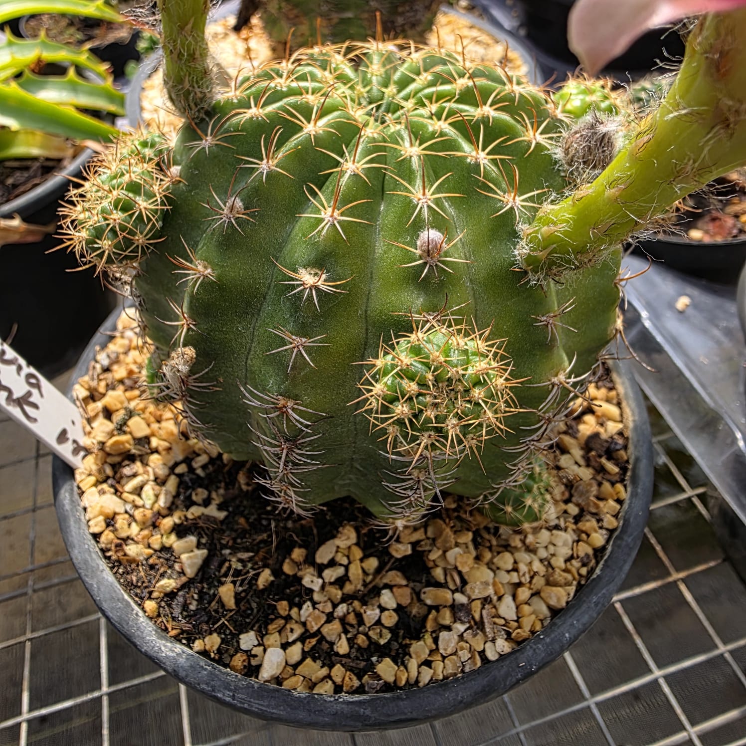 CACTO LOBIVIA SP PINK - Apolonia Grade