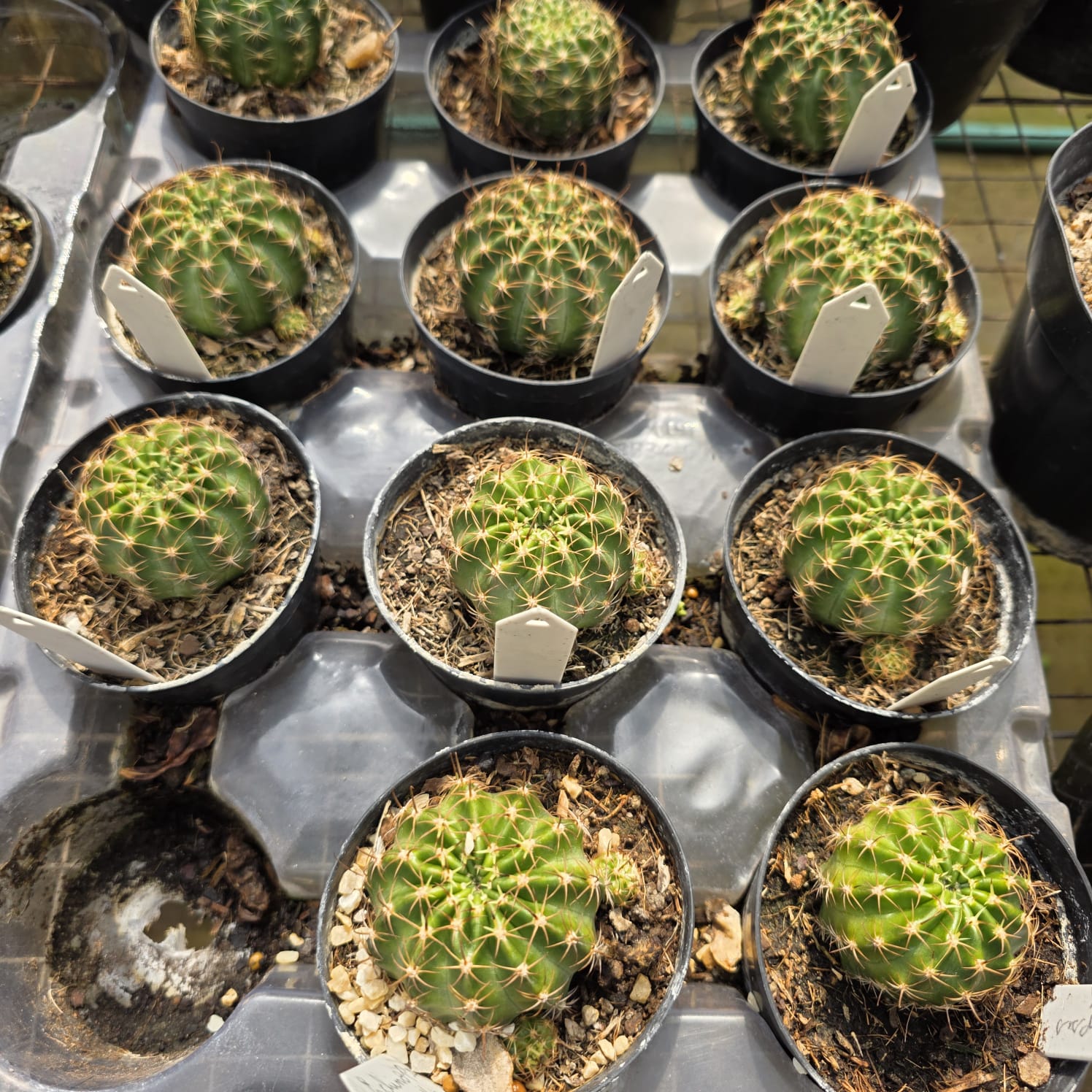 CACTO LOBIVIA SP PINK - Apolonia Grade