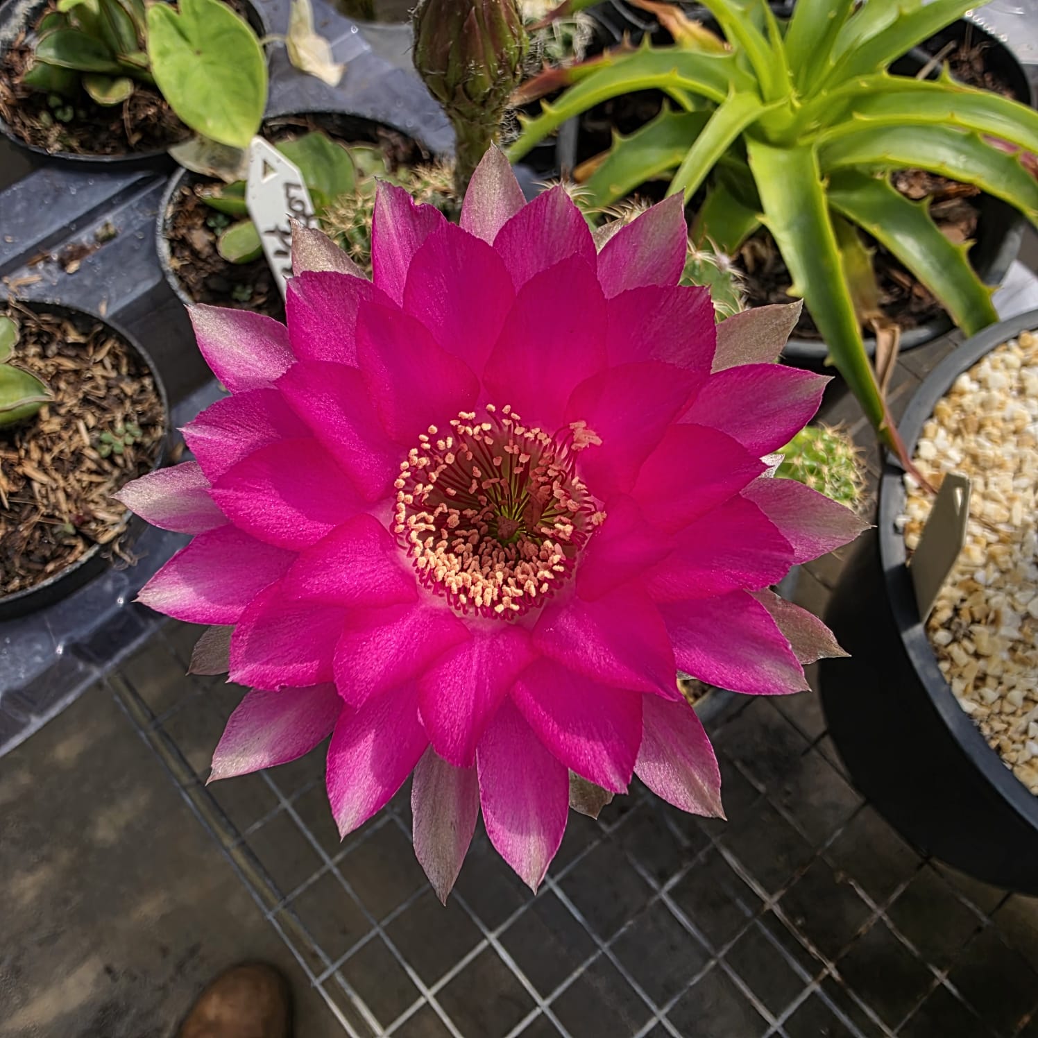 CACTO LOBIVIA SP PINK - Apolonia Grade
