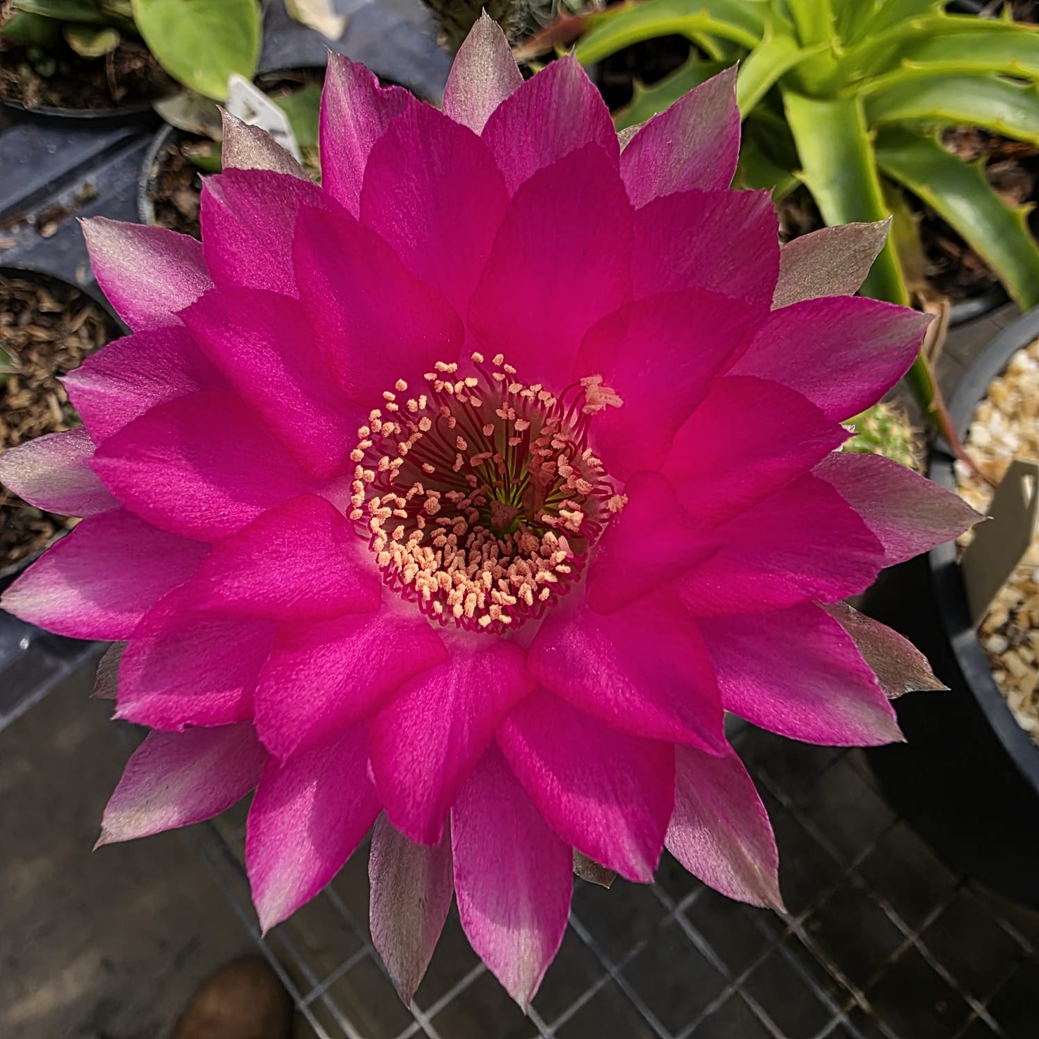 CACTO LOBIVIA SP PINK - Apolonia Grade