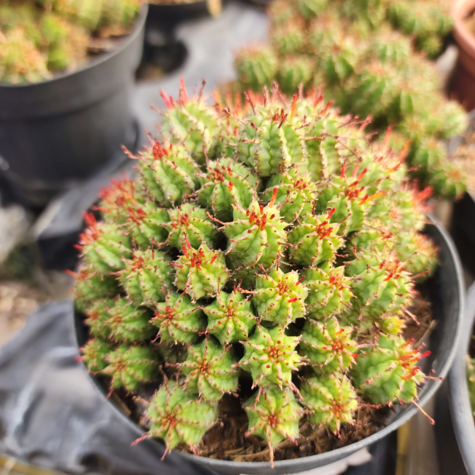 CACTO MAMMILLARIA SUBMAMMILARIA - Apolonia Grade