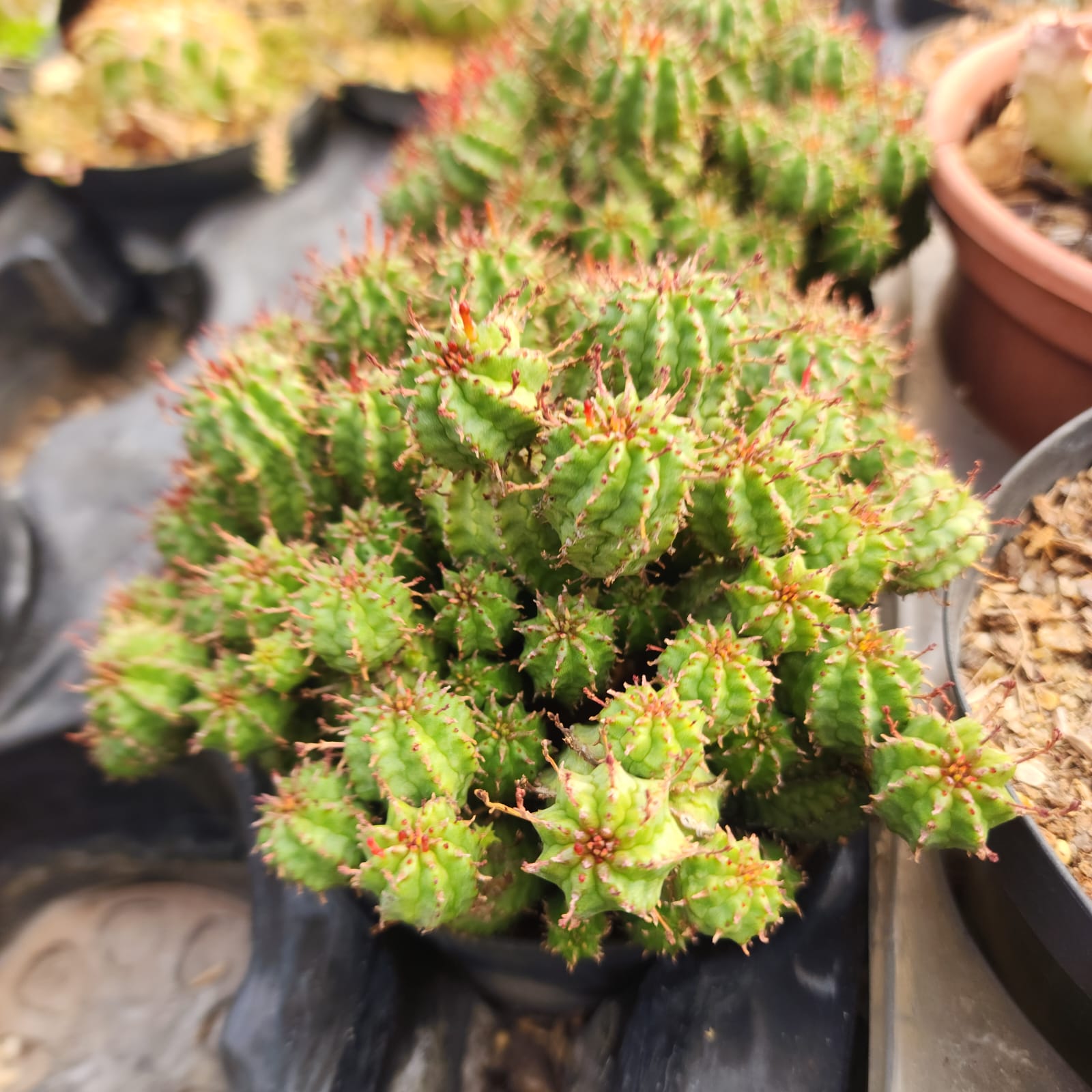 CACTO MAMMILLARIA SUBMAMMILARIA - Apolonia Grade