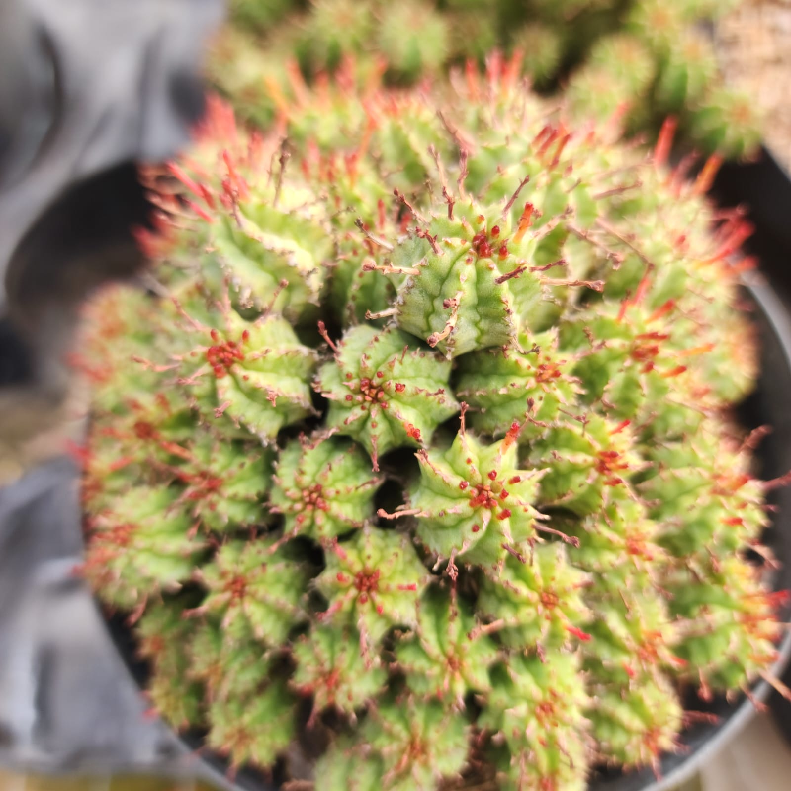 CACTO MAMMILLARIA SUBMAMMILARIA - Apolonia Grade