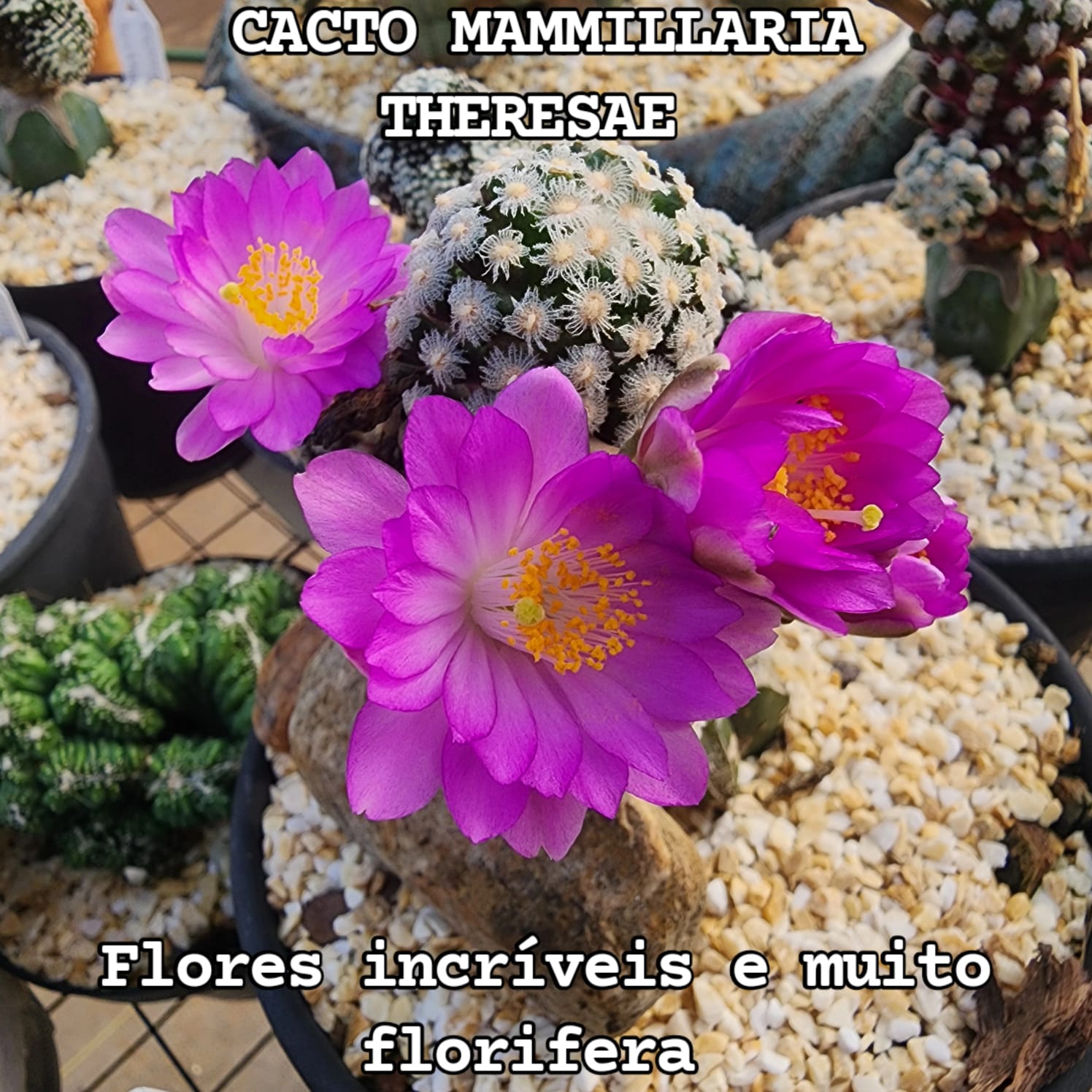 CACTO MAMMILLARIA THERESAE | PROMOÇÃO DE JULHO - Apolonia Grade