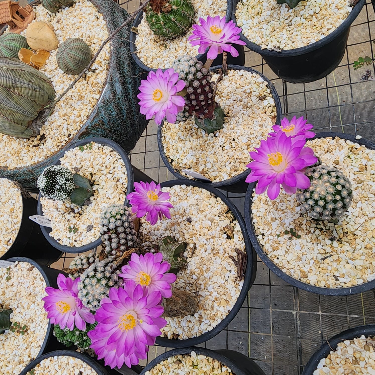 CACTO MAMMILLARIA THERESAE | PROMOÇÃO DE JULHO - Apolonia Grade
