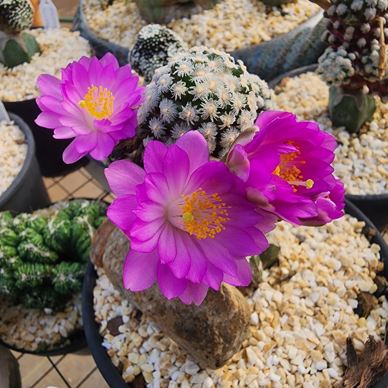 CACTO MAMMILLARIA THERESAE | PROMOÇÃO DE JULHO - Apolonia Grade