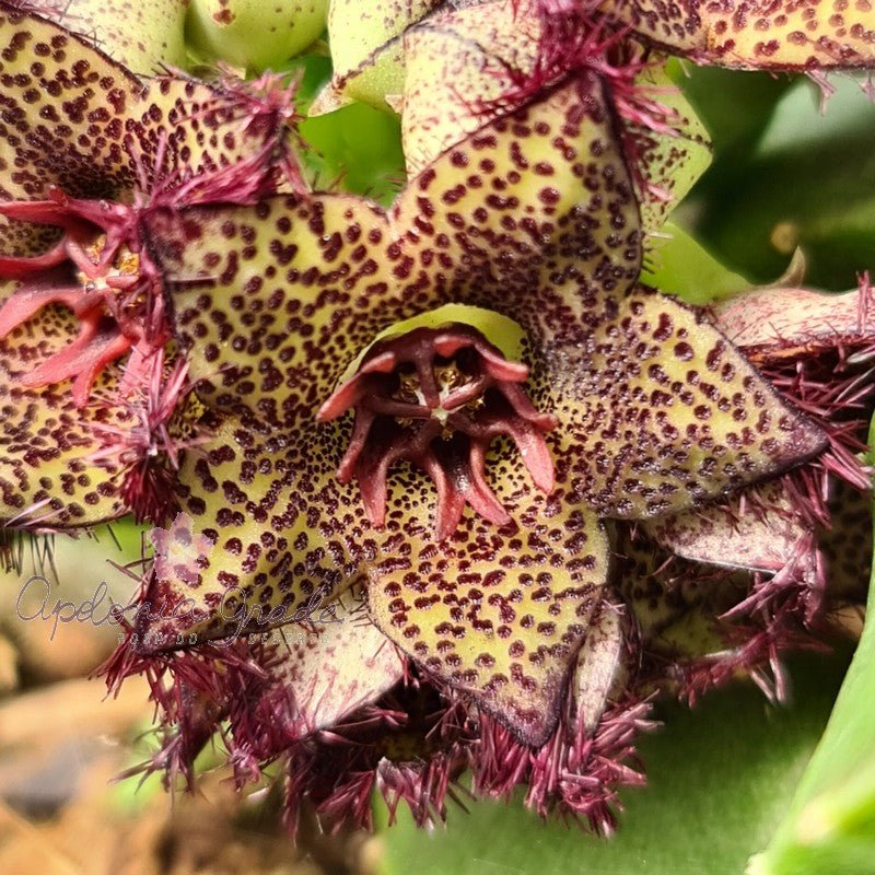 CARALLUMA FOULCHERI DELBOSCII V. GREENBERGIANA (MUDA) - CACTO ESTRELA - FEDIDINHA - Apolonia Grade