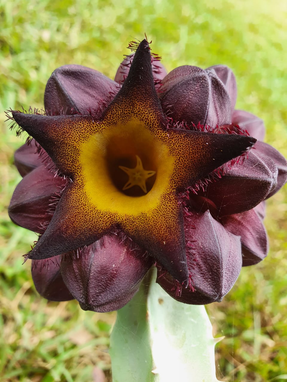 CARALLUMA SPECIOSA (MUDA) - CACTO ESTRELA - FEDIDINHA - Apolonia Grade