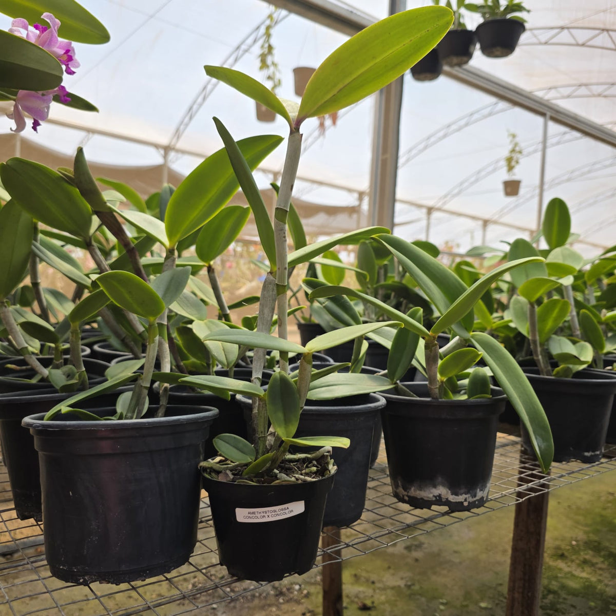 CATTLEYA AMETHYSTOGLOSSA CONCOLOR | ORQUÍDEA - Apolonia Grade