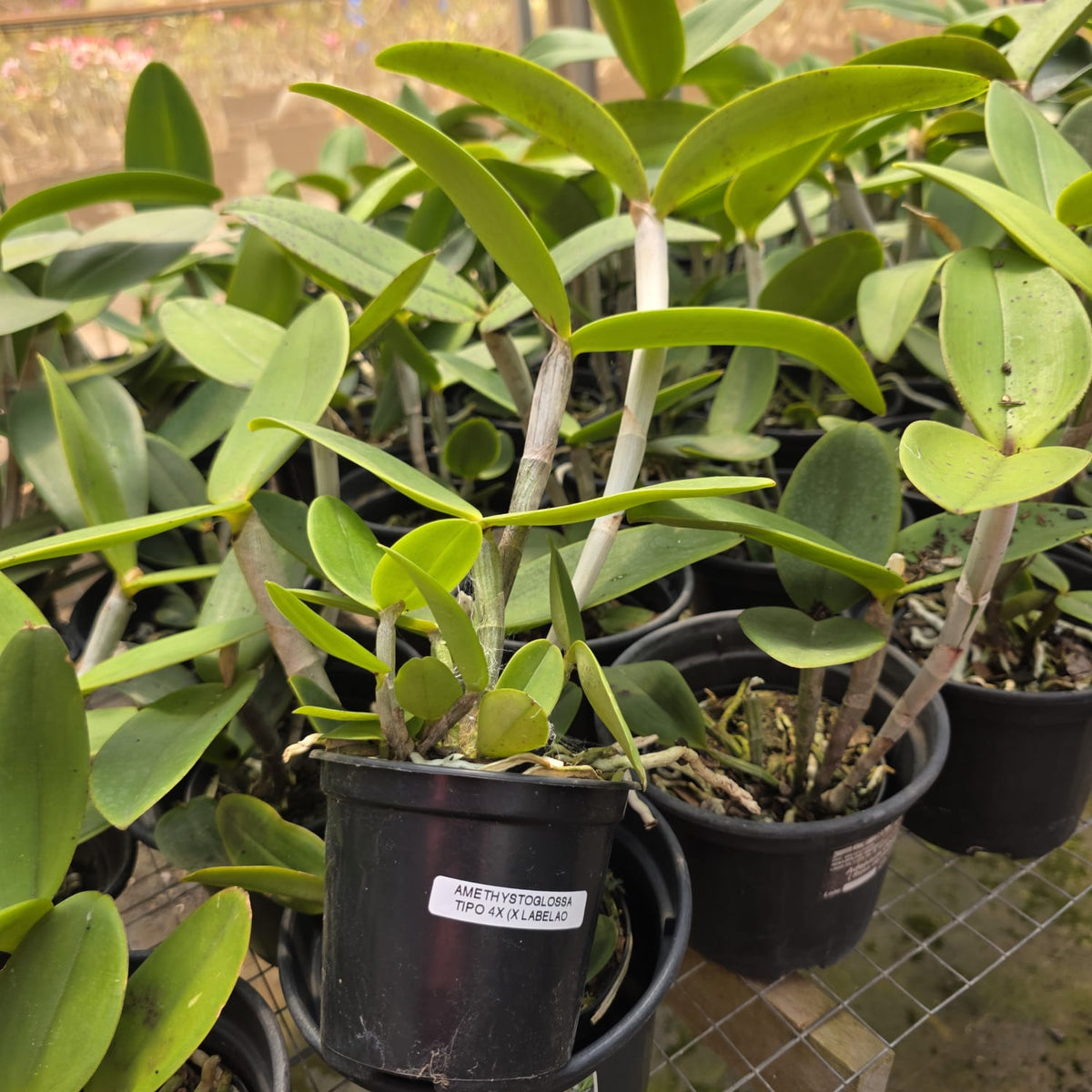 CATTLEYA AMETHYSTOGLOSSA TIPO | ORQUÍDEA - Apolonia Grade