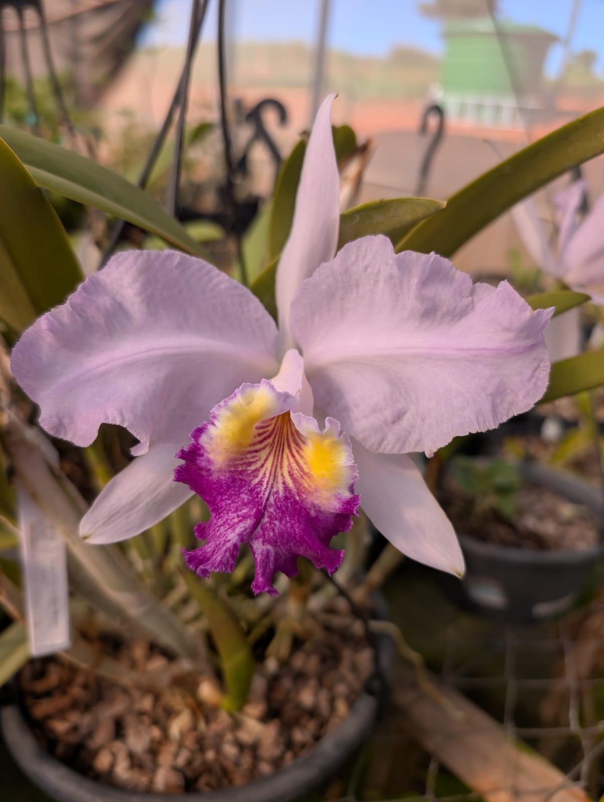 CATTLEYA LOEDDEMANNIANA VAR. COERULEA - CORTE - Apolonia Grade