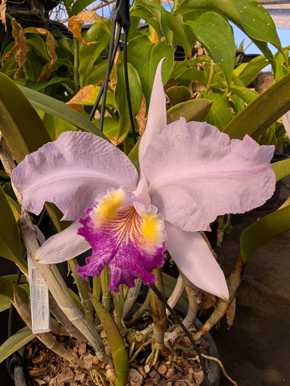 CATTLEYA LOEDDEMANNIANA VAR. COERULEA - CORTE - Apolonia Grade
