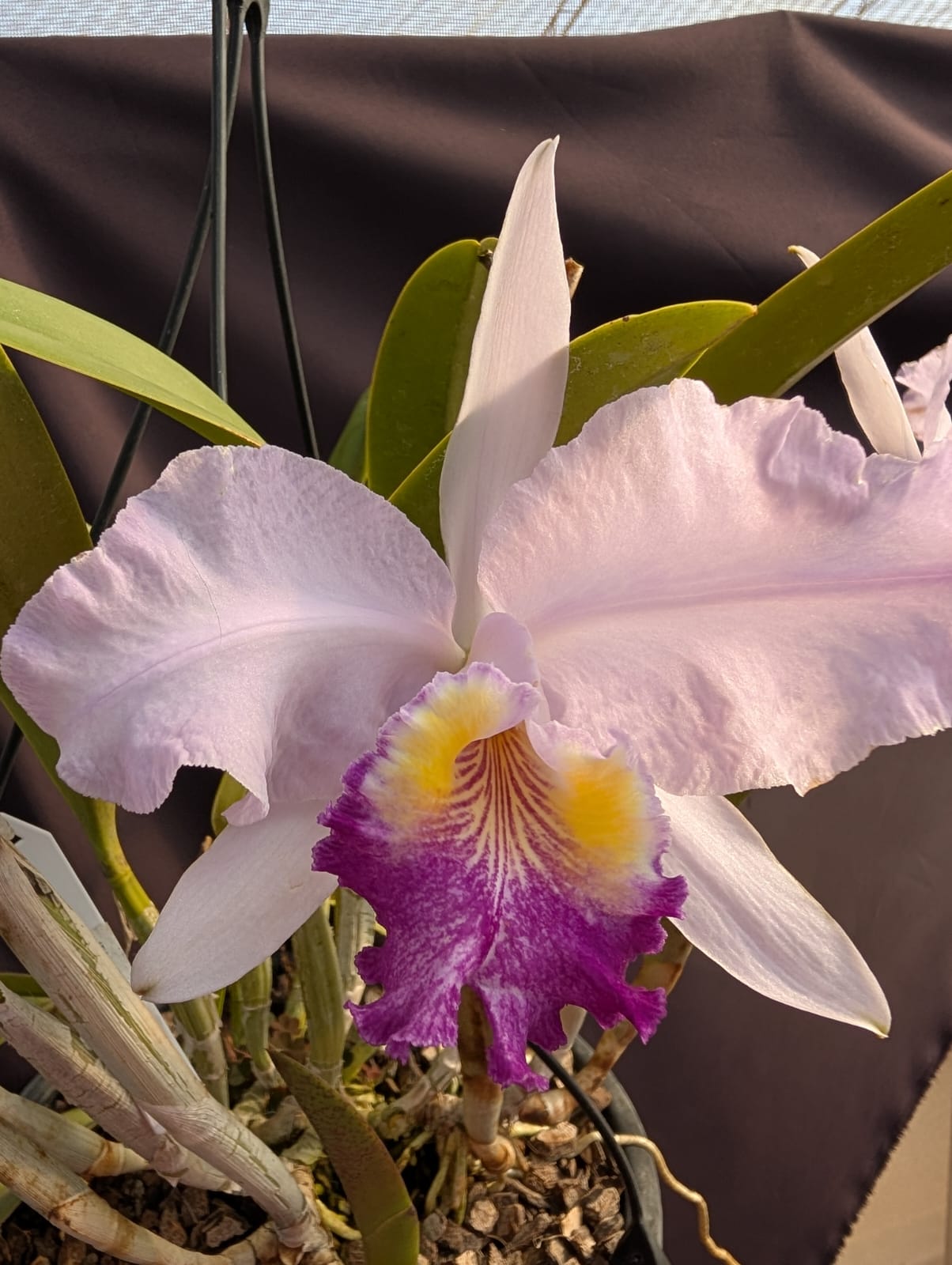 CATTLEYA LOEDDEMANNIANA VAR. COERULEA - CORTE - Apolonia Grade