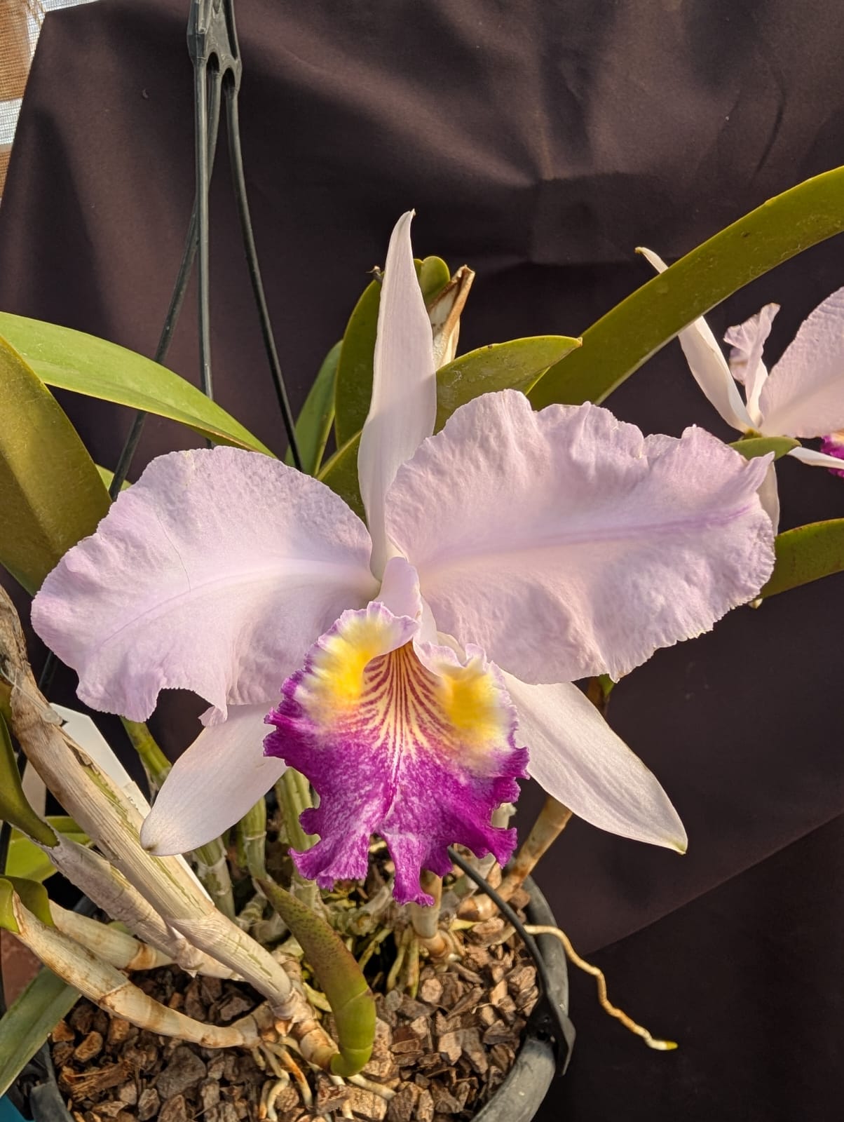 CATTLEYA LOEDDEMANNIANA VAR. COERULEA - CORTE - Apolonia Grade