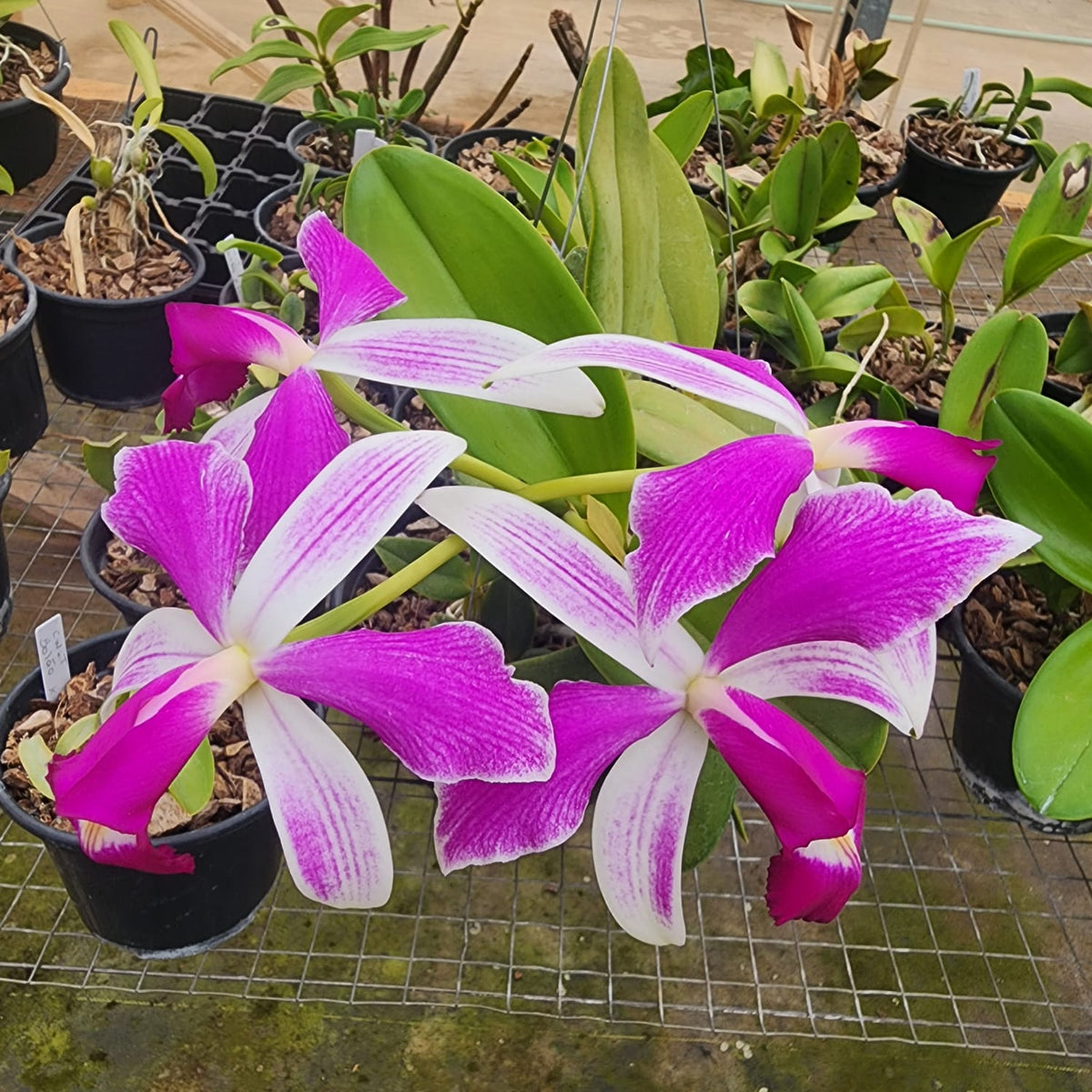 CATTLEYA VIOLACEA SEMI ALBA STRIATA | ORQUÍDEA (PLANTAS ADULTAS) - Apolonia Grade