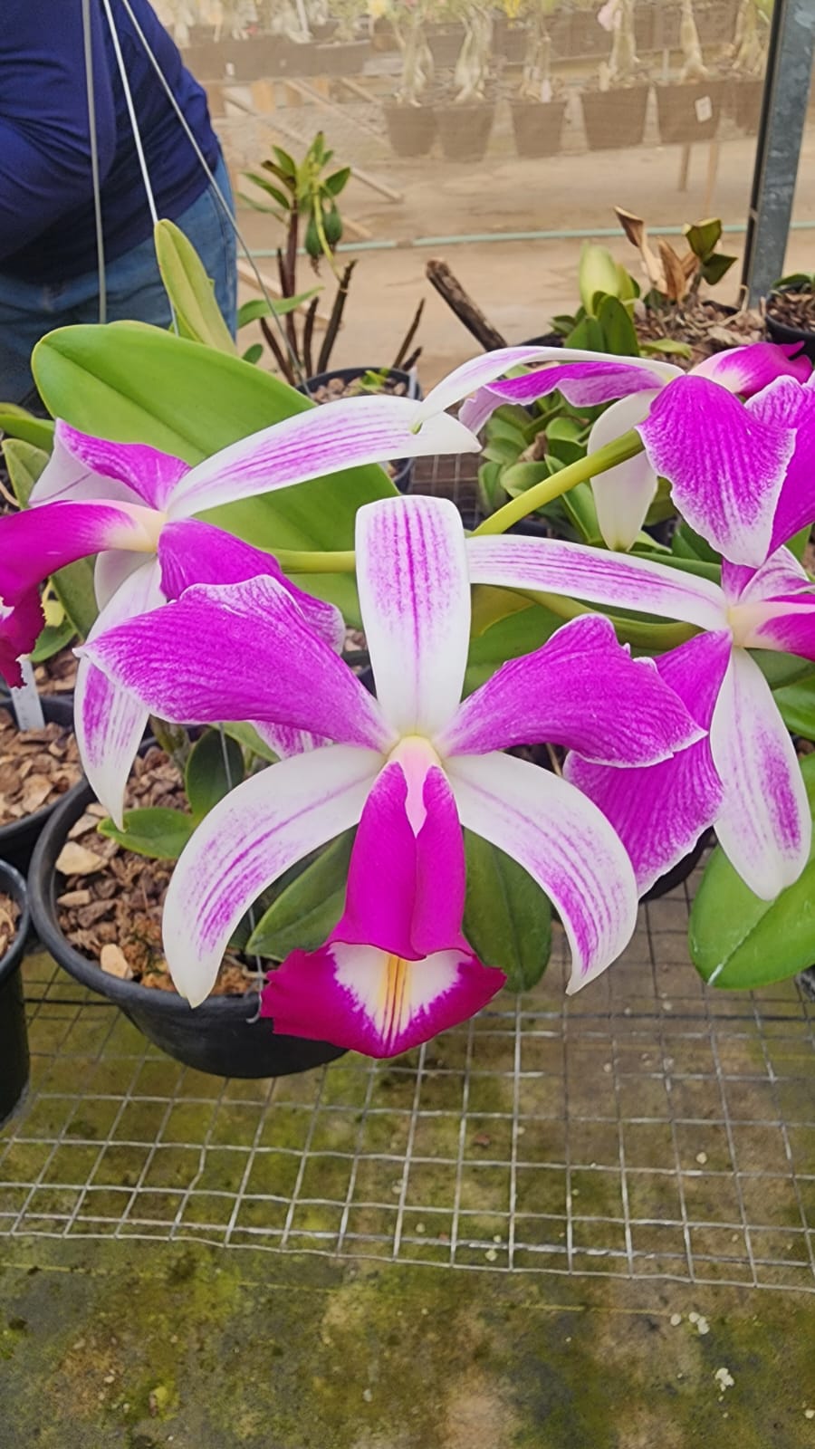 CATTLEYA VIOLACEA SEMI ALBA STRIATA | ORQUÍDEA (PLANTAS ADULTAS) - Apolonia Grade