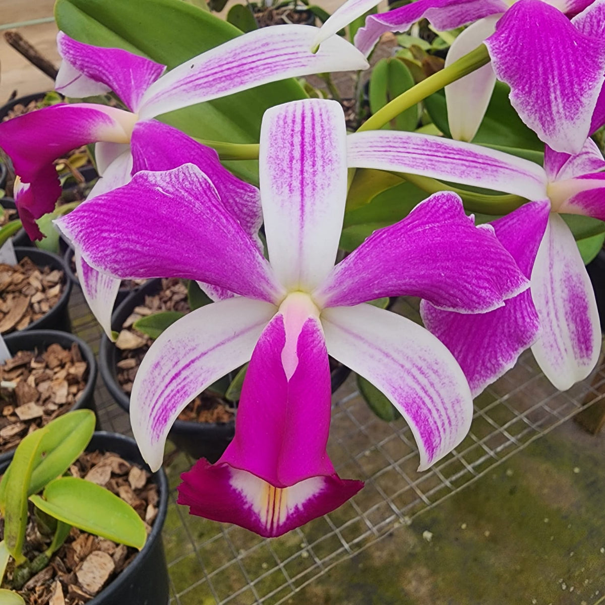 CATTLEYA VIOLACEA SEMI ALBA STRIATA | ORQUÍDEA (PLANTAS ADULTAS) - Apolonia Grade